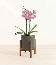 Load image into Gallery viewer, Dark Olive stand:walnut
