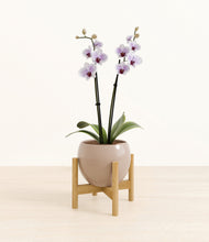 Load image into Gallery viewer, Desert Brown stand:bamboo
