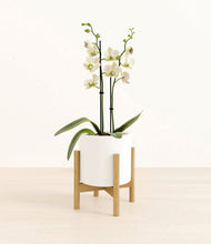Load image into Gallery viewer, White stand:bamboo
