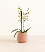 Load image into Gallery viewer, Calm Rose*****Profile

