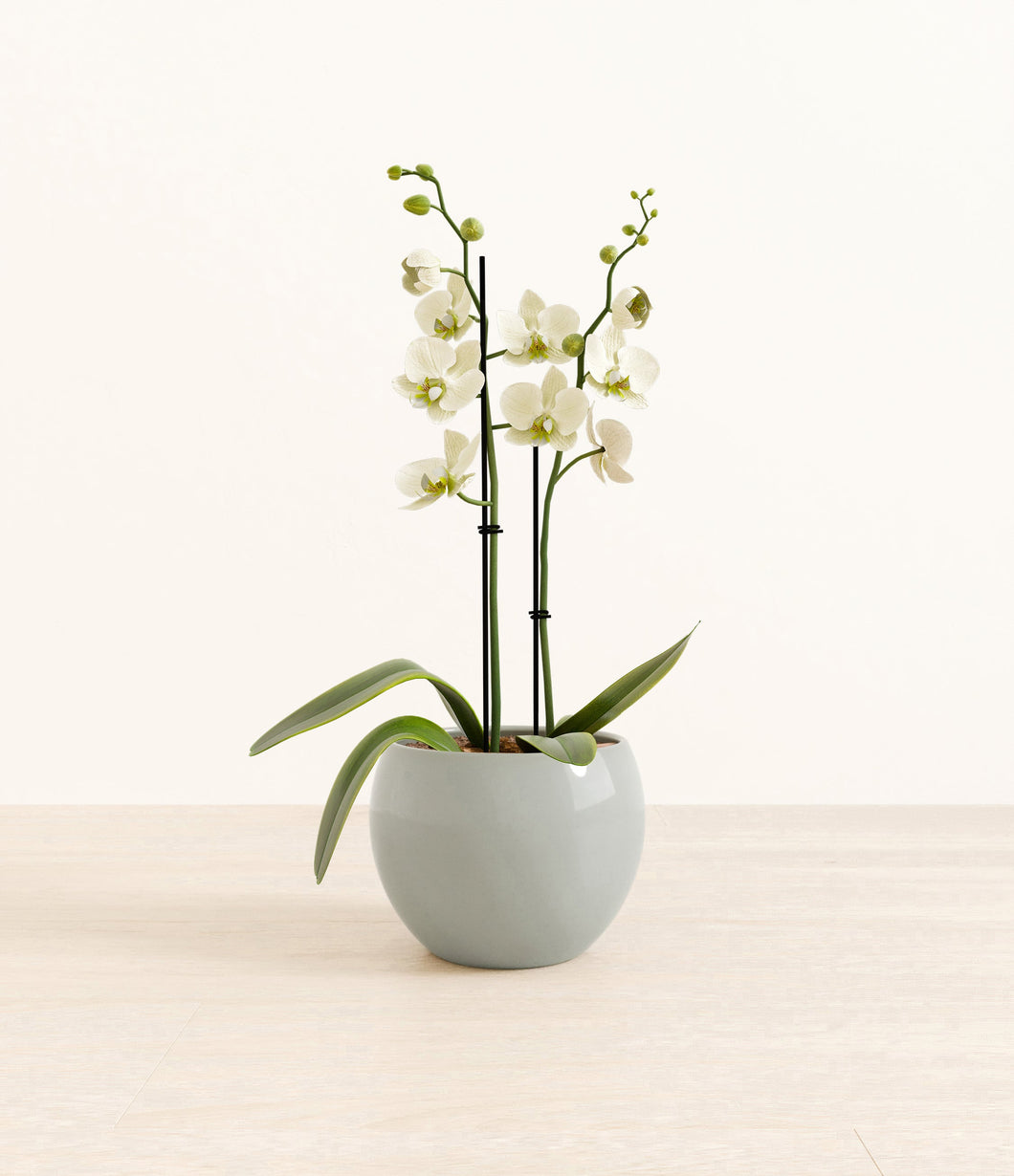 Deep Ocean*****Profile