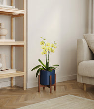 Load image into Gallery viewer, Deep Navy stand:walnut
