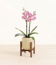 Load image into Gallery viewer, Almond Green stand:walnut

