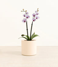 Load image into Gallery viewer, Cream*****Profile
