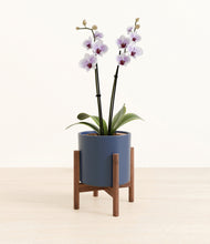 Load image into Gallery viewer, Deep Navy stand:walnut
