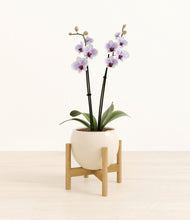 Load image into Gallery viewer, Shiny EggWhite stand:bamboo
