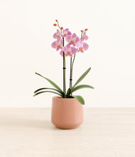 Load image into Gallery viewer, Calm Rose*****Profile
