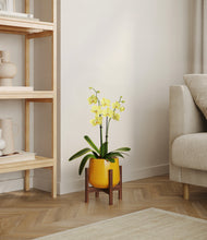 Load image into Gallery viewer, Mustard stand:walnut
