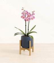 Load image into Gallery viewer, Deep Navy stand:bamboo

