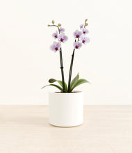 Load image into Gallery viewer, White*****Profile
