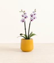 Load image into Gallery viewer, Mustard*****Profile
