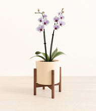 Load image into Gallery viewer, Cream stand:walnut
