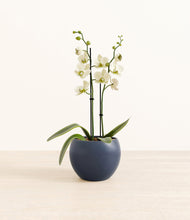 Load image into Gallery viewer, Deep Navy*****Profile
