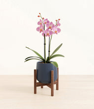 Load image into Gallery viewer, Deep Navy stand:walnut
