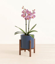 Load image into Gallery viewer, Deep Navy stand:walnut
