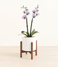 Load image into Gallery viewer, White stand:walnut
