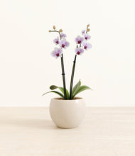 Load image into Gallery viewer, Shiny EggWhite*****Profile
