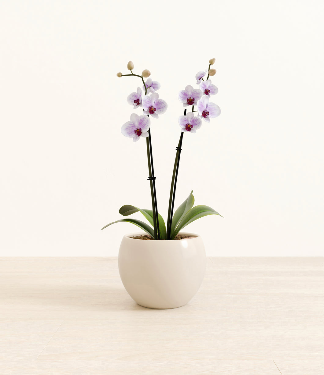 Shiny EggWhite*****Profile