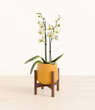 Load image into Gallery viewer, Mustard stand:walnut

