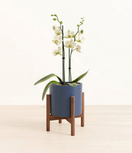 Load image into Gallery viewer, Deep Navy stand:walnut

