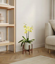 Load image into Gallery viewer, Turquoise stand:walnut
