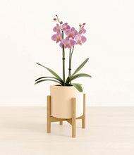 Load image into Gallery viewer, Cream stand:bamboo
