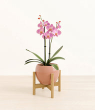 Load image into Gallery viewer, Calm Rose stand:bamboo
