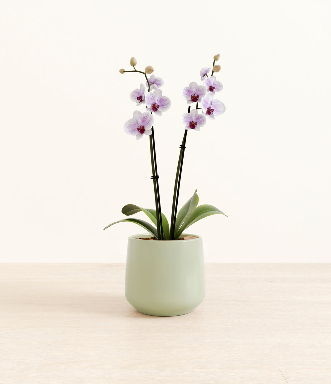 Turquoise*****Profile