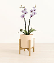 Load image into Gallery viewer, Cream stand:bamboo
