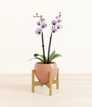 Load image into Gallery viewer, Calm Rose stand:bamboo
