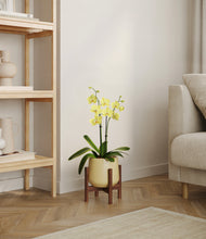 Load image into Gallery viewer, Almond Green stand:walnut
