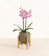 Load image into Gallery viewer, Olive stand:bamboo
