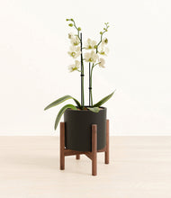 Load image into Gallery viewer, Black stand:walnut
