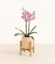 Load image into Gallery viewer, Gentle Pink stand:bamboo
