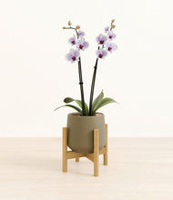 Load image into Gallery viewer, Olive stand:bamboo
