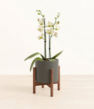 Load image into Gallery viewer, Dark Olive stand:walnut

