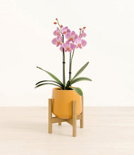 Load image into Gallery viewer, Mustard stand:bamboo
