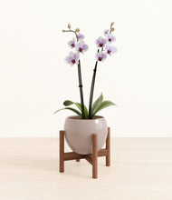 Load image into Gallery viewer, Winter Clouds stand:walnut
