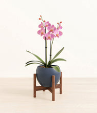 Load image into Gallery viewer, Deep Navy stand:walnut
