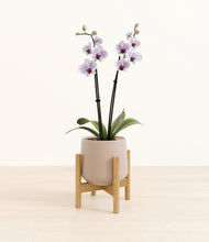 Load image into Gallery viewer, Eternal Gray stand:bamboo
