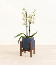 Load image into Gallery viewer, Deep Navy stand:walnut
