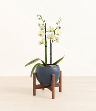 Load image into Gallery viewer, Deep Navy stand:walnut
