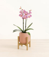 Load image into Gallery viewer, Calm Rose stand:bamboo
