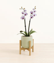 Load image into Gallery viewer, Turquoise stand:bamboo
