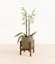 Load image into Gallery viewer, Olive stand:walnut
