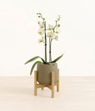 Load image into Gallery viewer, Olive stand:bamboo
