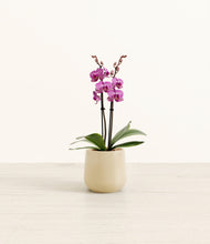 Load image into Gallery viewer, Almond Green*****Profile
