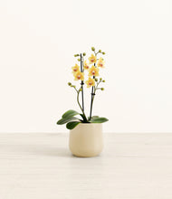 Load image into Gallery viewer, Almond Green*****Profile
