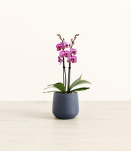 Load image into Gallery viewer, Deep Navy*****Profile
