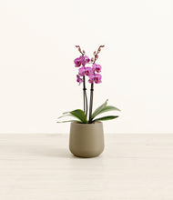 Load image into Gallery viewer, Olive*****Profile
